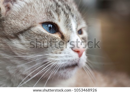 Thai cat. lady-cat