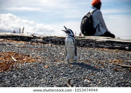 Happy penguin posing for the camera