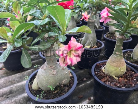 Impala lily flower plant in black plastic tree pot, ornamental plant for home and garden decoration