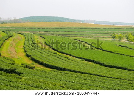 The big tea garden landscape. 