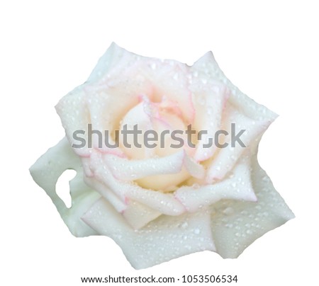 White rose petal wet of drop water, look like to be fresh, Valentine's day , love day concept, rose flower close up.