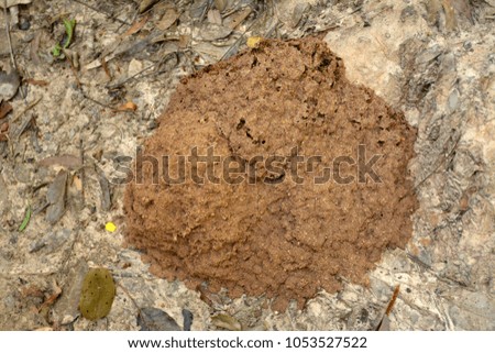 Termites use nesting soil.