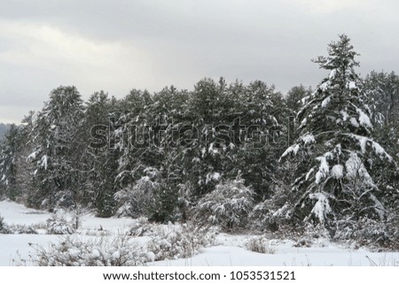 Wintery scene in the country showing trees covered in fresh snow.                                