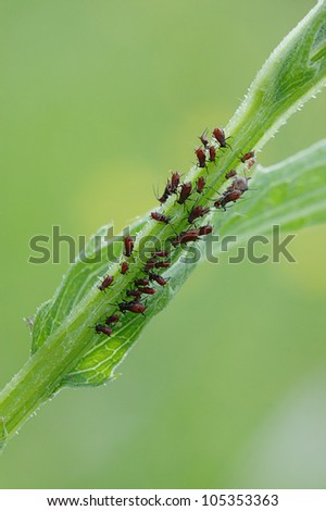 group of red plant-louse sucking plant stalk