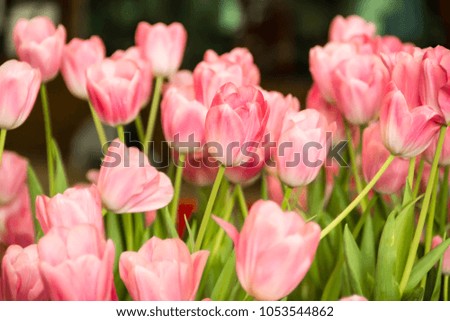 beautiful tulips in isolated, field and background of your choice. Good for wall hanging or any advertisement either on line of off line.