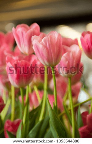 beautiful tulips in isolated, field and background of your choice. Good for wall hanging or any advertisement either on line of off line.