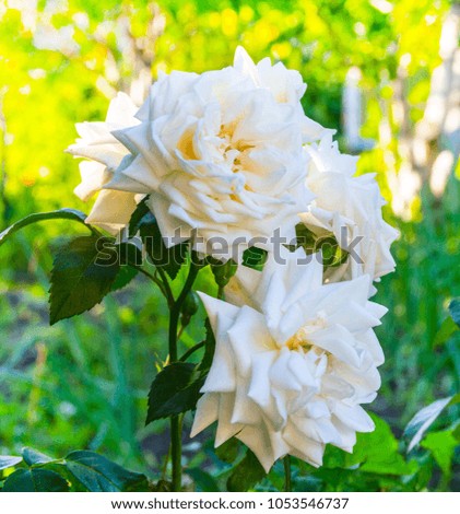White roses in the garden in the evening sunlight