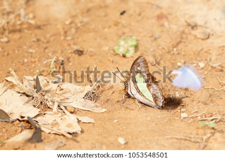butterfly animal outdoor