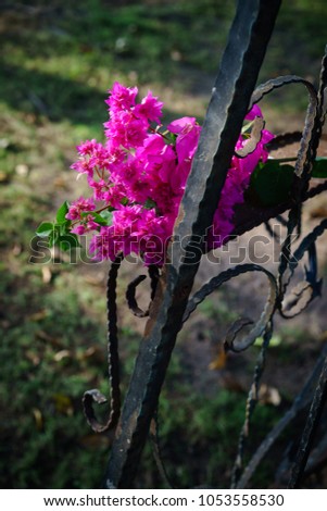 black iron classic outdoor hanging patio porch swing bench in the garden. Decorative aegean and Bougainvillea flower begonia 