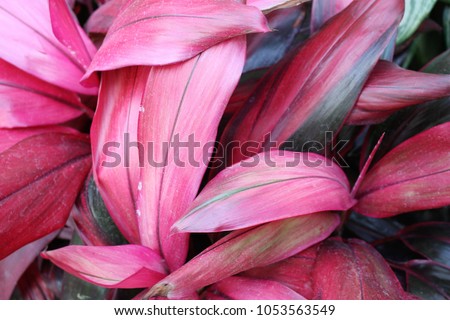 Ti Plant (Cordyline fruticosa) foliage background with beautiful red and black leaves. Tropical Hawaiian gardening, ornamental indoor house plant. Pretty nature leaf texture/pattern, colorful, unique. Royalty-Free Stock Photo #1053563549