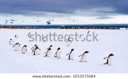 Penguins marching at Half Moon Bay in Antarctica