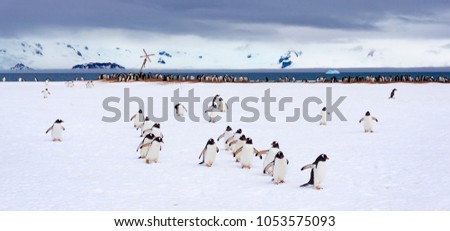 Penguins marching on half moon bay in Antarctica