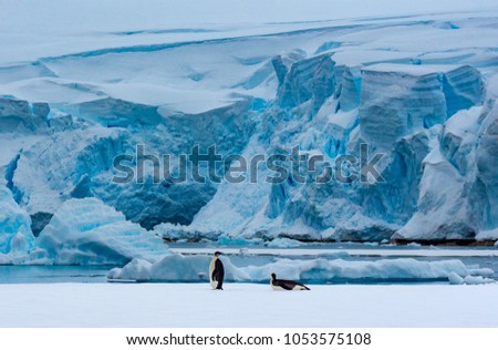 Two king penguins in front of a glacier in the background