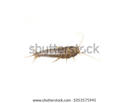 Primitive pest insect silverfish Lepisma saccharina isolated on white background