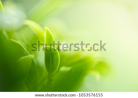 Nature of green leaf in garden at summer. Natural green leaves plants using as spring background cover page environment ecology or greenery wallpaper Royalty-Free Stock Photo #1053576155