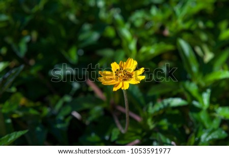 Small lonely yellow flower turning to the sun with a green background bokeh