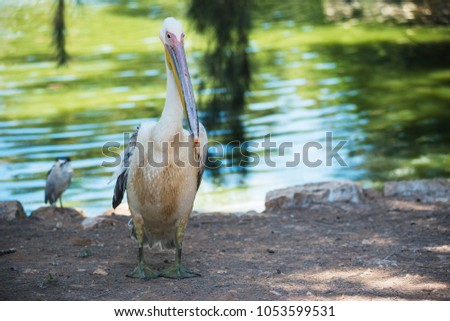 Great white or eastern white pelican, rosy pelican or white pelican is a bird in the pelican family. 