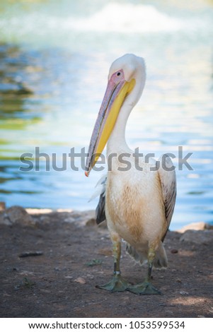 Great white or eastern white pelican, rosy pelican or white pelican is a bird in the pelican family. 