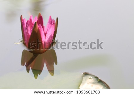 Close up Transparency pink lotus flower and reflection in the pond