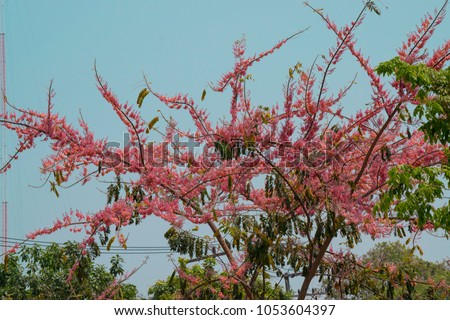 Pink flowers on the branches and the ?blue sky.