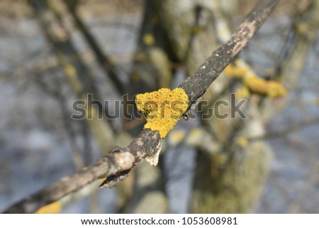 Yellow mould on the Bark of Trees