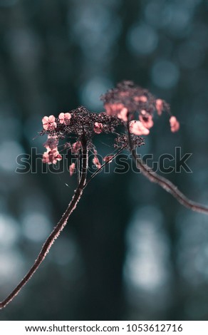 Faded hydrangeas in the backlight - mourning card 