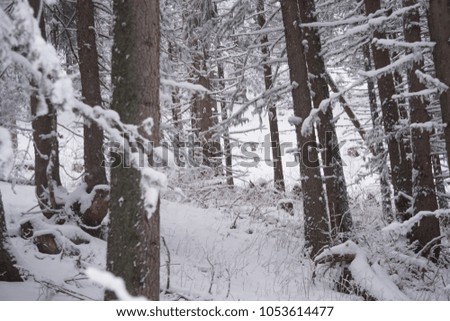 Snowy pine forest