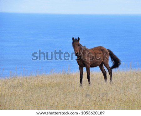 A wild horse grazes alone in Easter Island Chile