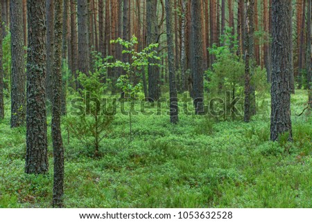 nice summer forest 