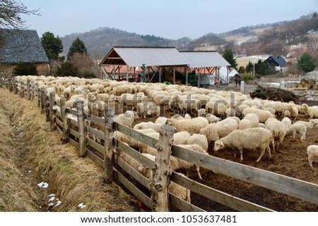 Photo of a sheep farm in Czech Republic.