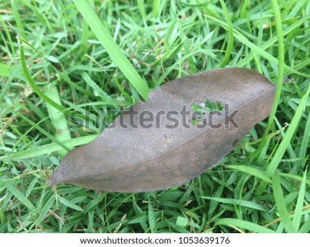 Dry leaf on green grass.