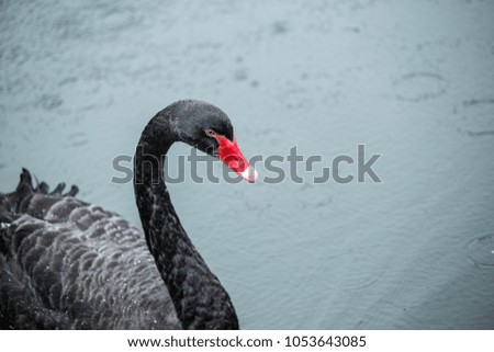 A wild black swan is swimming freely on a lake