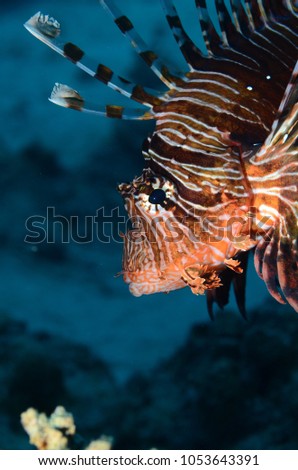 Lionfish Ocean life