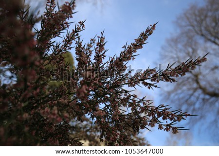 Close up outdoor natural view of colletia spinosa plant, rhammaceae family. Picture taken in the botanical garden of montpellier city, France. Spiny shrub with many pink and purple small flowers.  