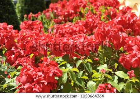 Flowering shrub red flowers. Nature of Thailand.