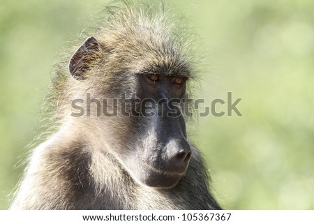 Baboon in Kruger national park