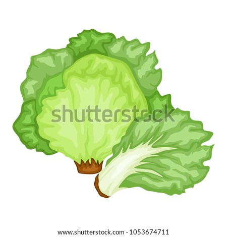 Cartoon Illustration of Tasty Veggies. Vector Ice Lettuce and Leaf of Lettuce Isolated on a White Background Royalty-Free Stock Photo #1053674711