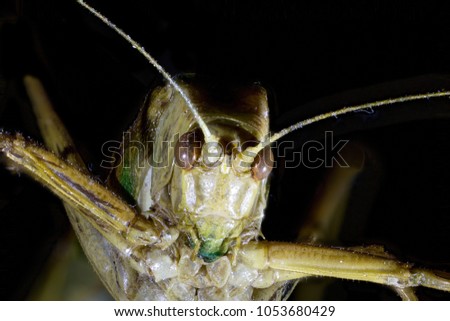 Extreme close up of a Common Garden Katydid (Caedicia simplex) head, isolated on black. Preserved specimen, lacking green colouration. Photographed in Rotorua, New Zealand.