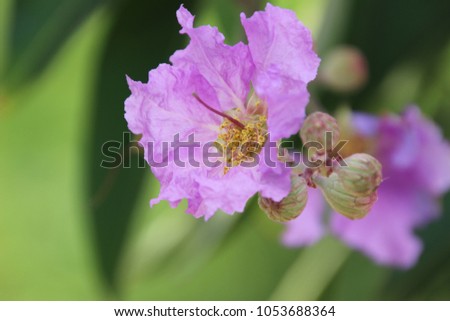 Lagerstroemia speciosa (L.) Pers.
Queen's Flower, Queen's crape myrtle, 
Pride of India, Jarul, Pyinma, is Purple flower.
