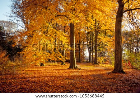 Beech trees in beautiful autum colors in Wamberg nature reserve, Berlicum, Netherlands Royalty-Free Stock Photo #1053688445