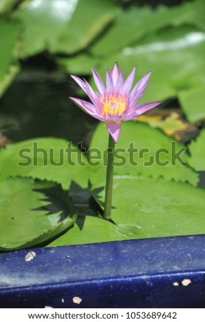 Purple water lilies blossoming on a pond.