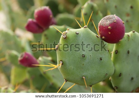 Macro image of green sabras cactus