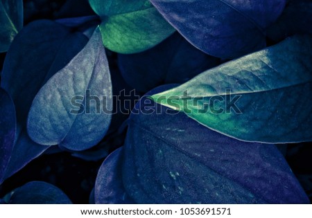 Ultra Violet background effect made of fresh leaves