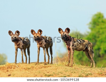 Scenic view of wild dogs (Lycaon Pictus) Painted Dogs standing on topof a sandbank surveying the area after a recent Kill, with a bright blue clear sky background. South Luangwa National Park, Zambia Royalty-Free Stock Photo #1053699128