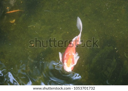 Beautiful fish in a pond at home.