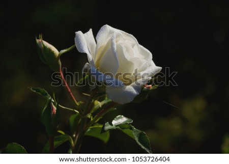 beautiful white rose in the morning dew