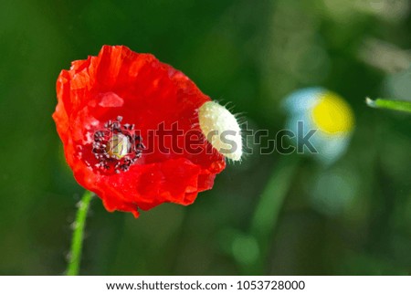 beautiful red poppy in a meadow