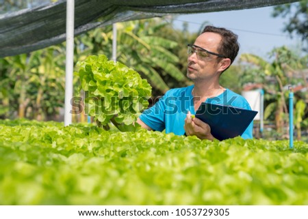 Owner of farmer cheking quality of green and red oak salad lettuce record on clip board.Hydroponic vegettable concept.