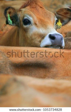Close up. Selective focus. The cow is in the group inside the cage