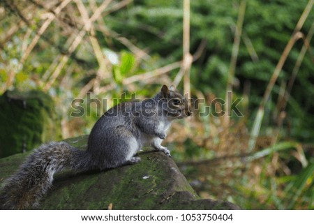 Grey squirrel on a rock